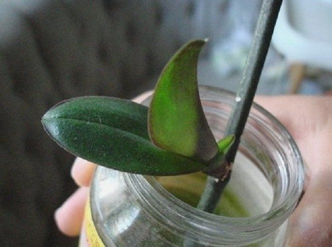 Разведение орхидеи в домашних условиях: методы размножения фаленопсиса, советы